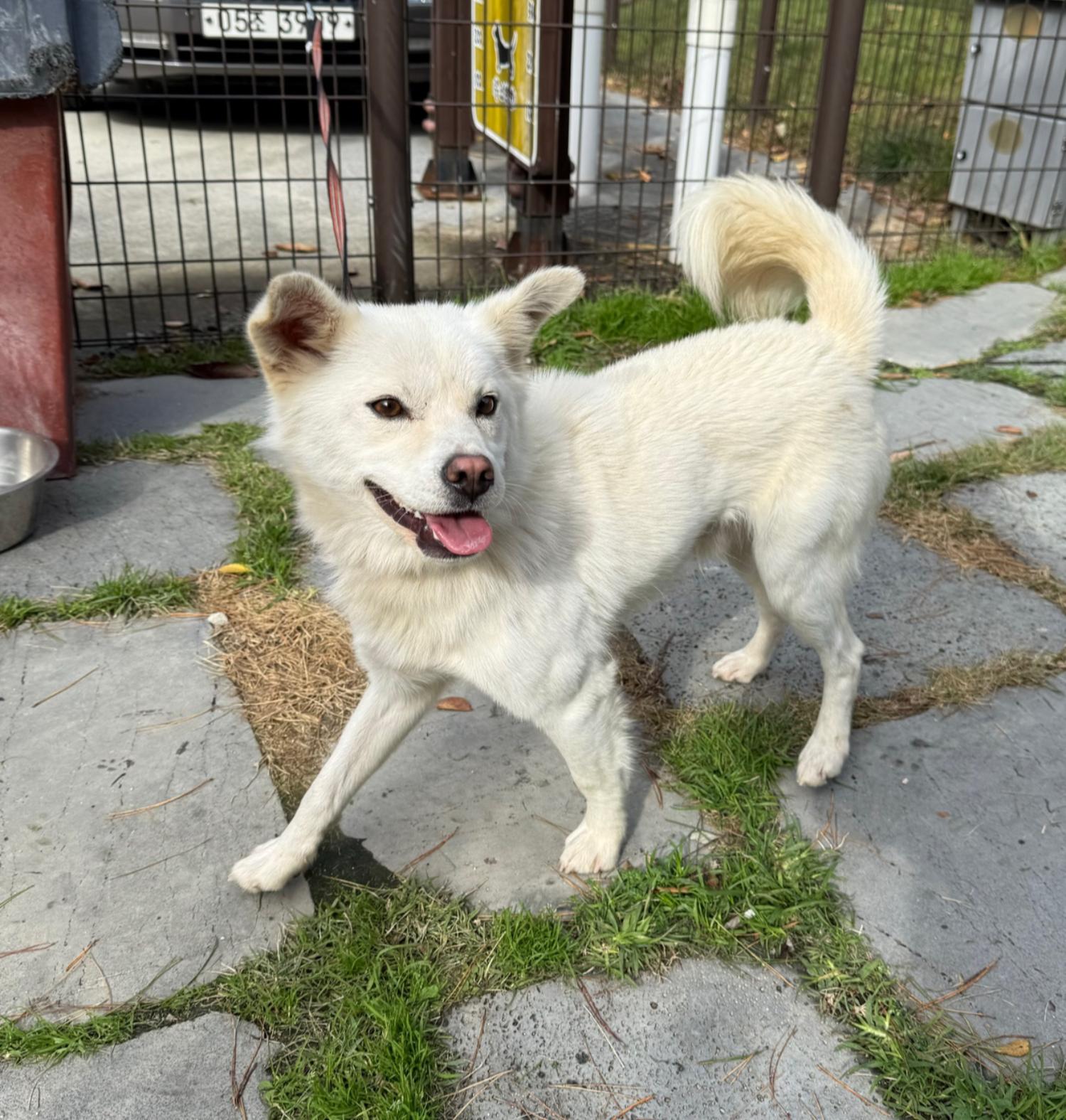 강릉시 동물사랑센터_442420202400612